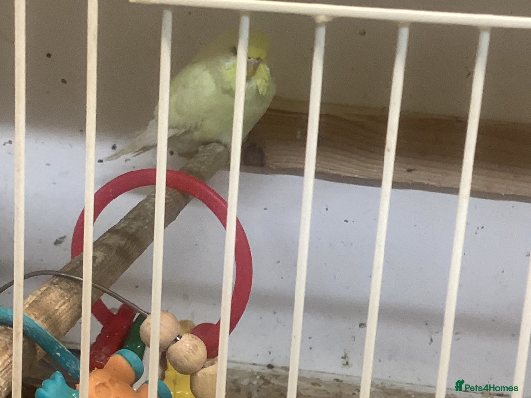 Budgerigars birds for sale: New baby budgies - Advert 5