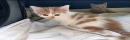 Mixed Breed cats for sale: 🐾Kittens Looking for Their New Forever Homes!!🐾 in Alexandria - Advert 4