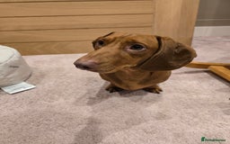 Dachshund dogs for stud: Dachshund for STUD - FREE PLEASE READ - Image 2