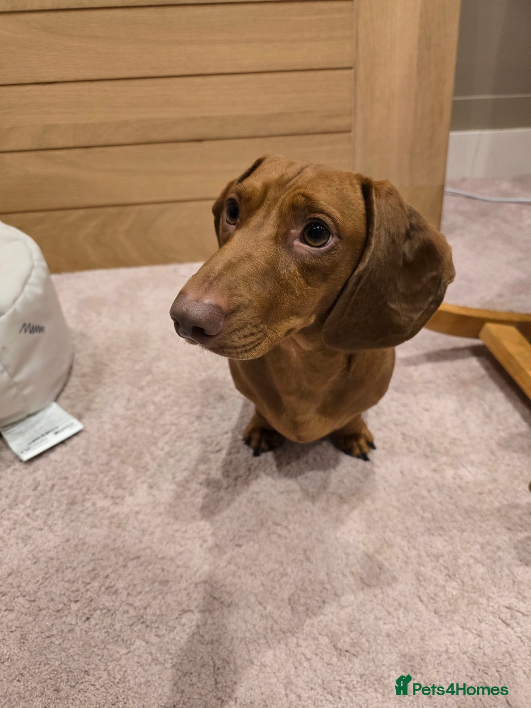 Dachshund dogs for stud: Dachshund for STUD - FREE PLEASE READ - Image 2