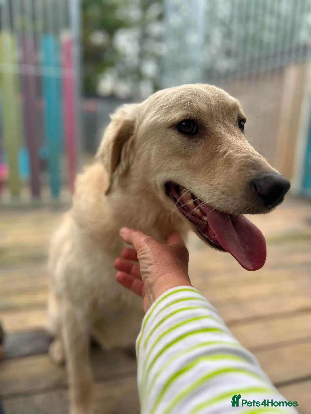 Mixed Breed dogs for adoption: Woody - In Ayr looking for a home  - Advert 2
