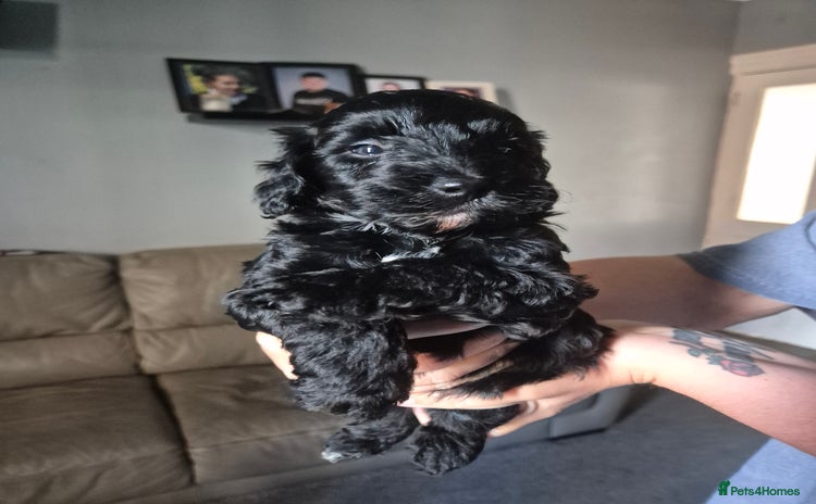 Cockapoo dogs - Advert 1