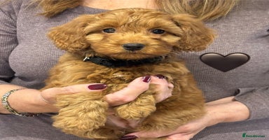 Cockapoo dogs - Advert 6