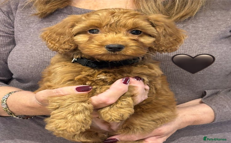 Cockapoo dogs - Advert 4