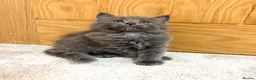 Maine Coon cats for sale: Stunning Fluffy Maine Coons - Advert 24