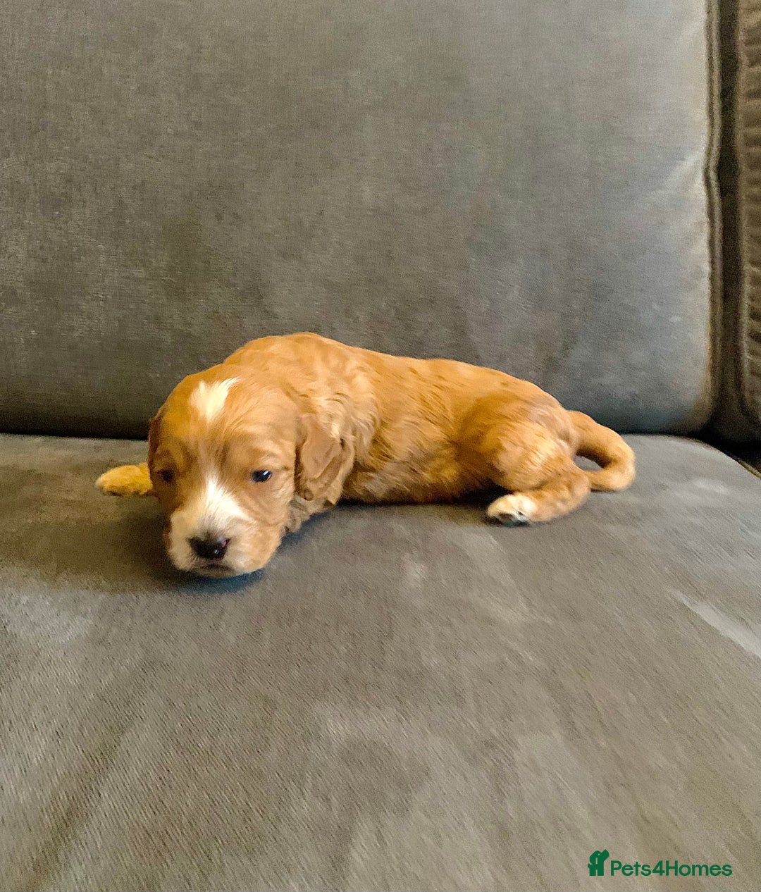 Cockapoo dogs for sale: Cockapoo F1b - Advert 35