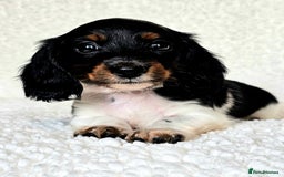 Miniature Dachshund dogs for sale: Female Miniature Long Haired Dachshunds Available - Image 2