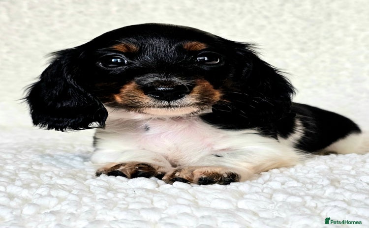 Miniature Dachshund dogs - Advert 1