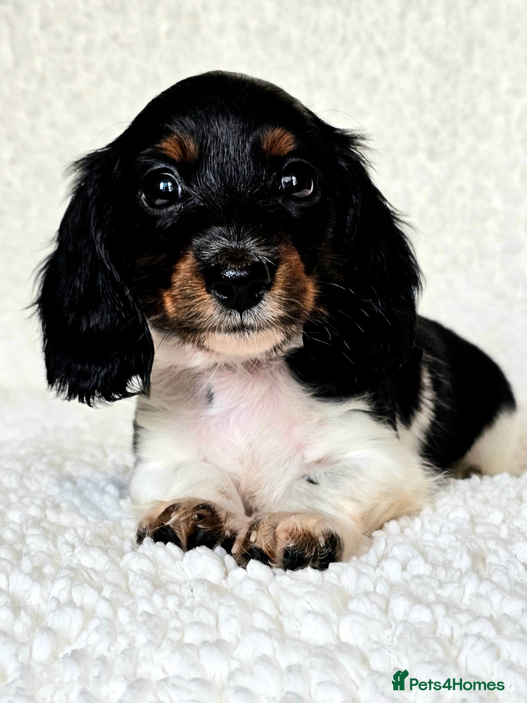 Miniature Dachshund dogs for sale: Female Miniature Long Haired Dachshunds Available - Image 2