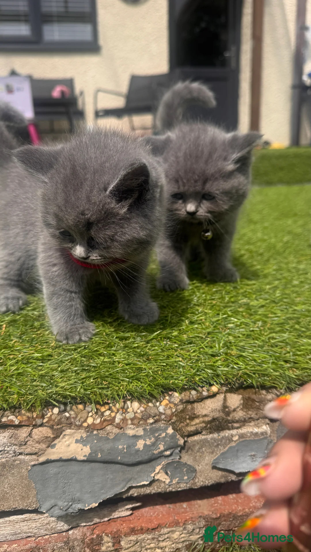 British Shorthair cats for sale: Kittens from British Longhair and Shorthair  - Advert 2