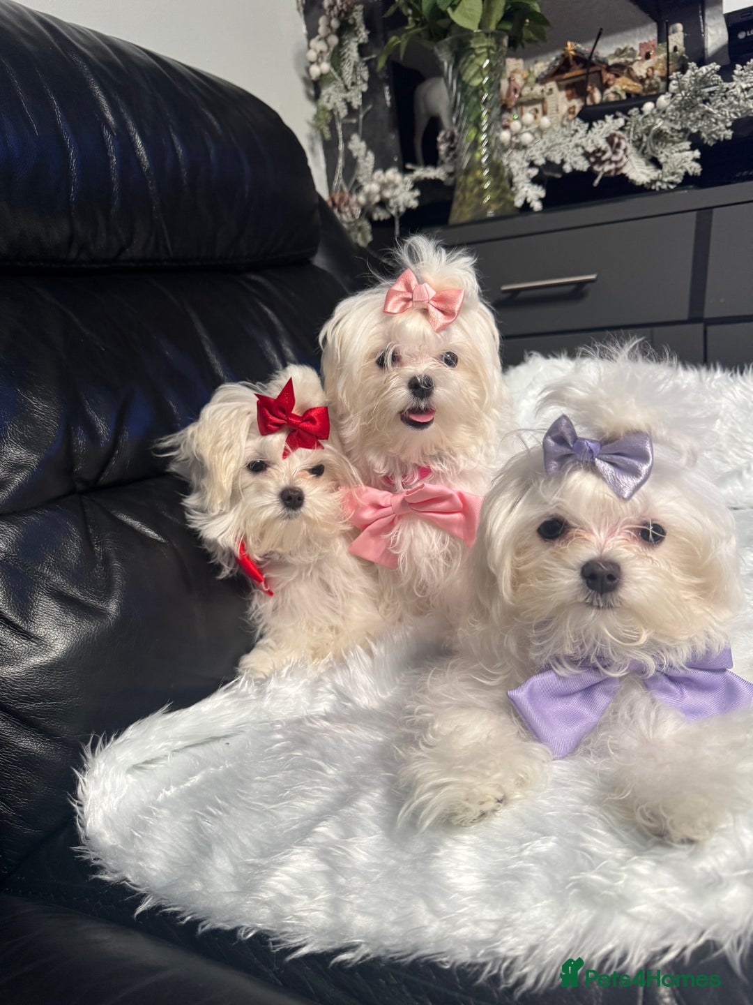 Maltese dogs for sale: ✨ Korean Maltese Hypoallergenic pure breed Girls ✨ - Advert 5