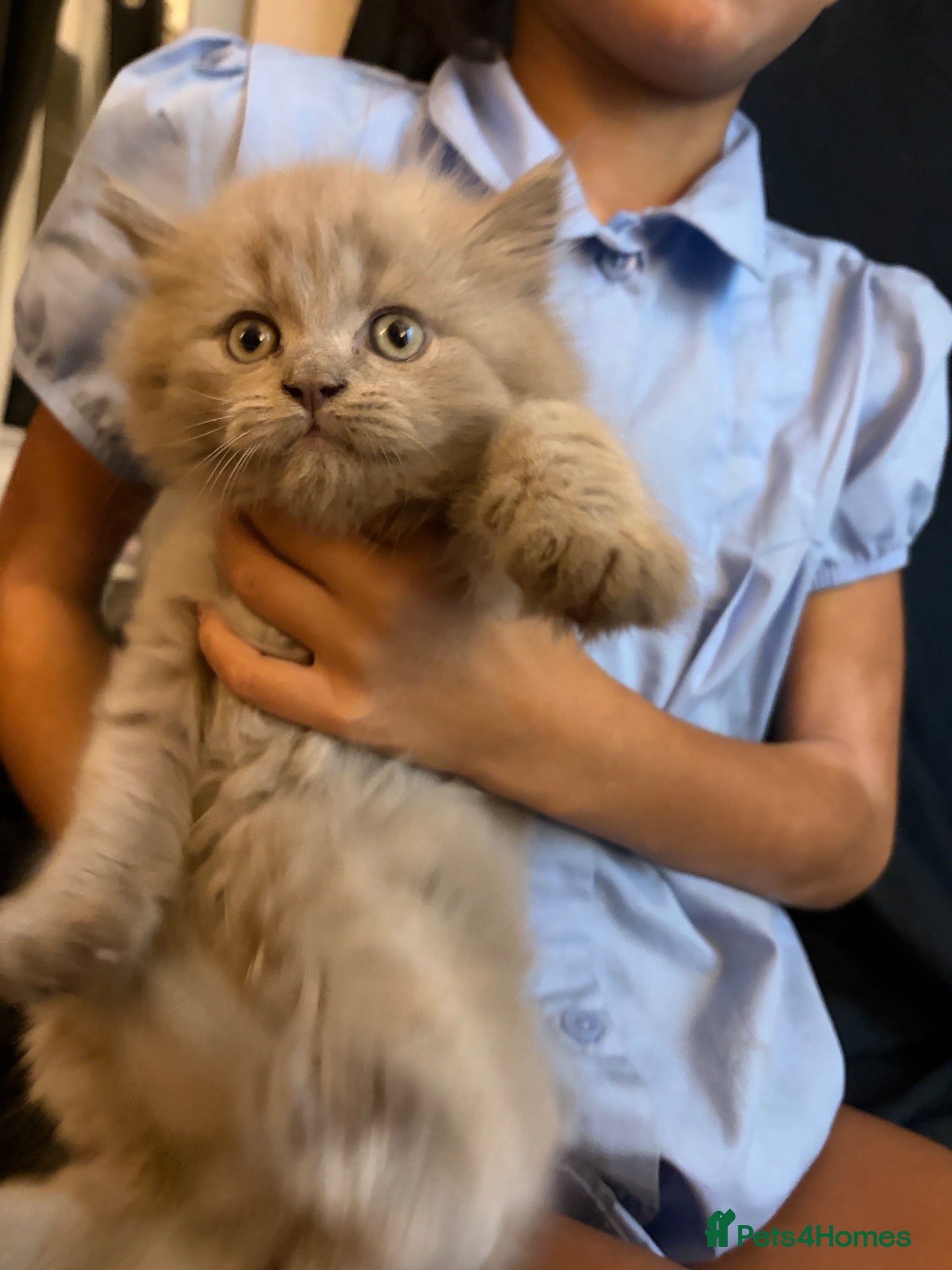 British Shorthair cats Outstanding last remaining boy  - Advert 2