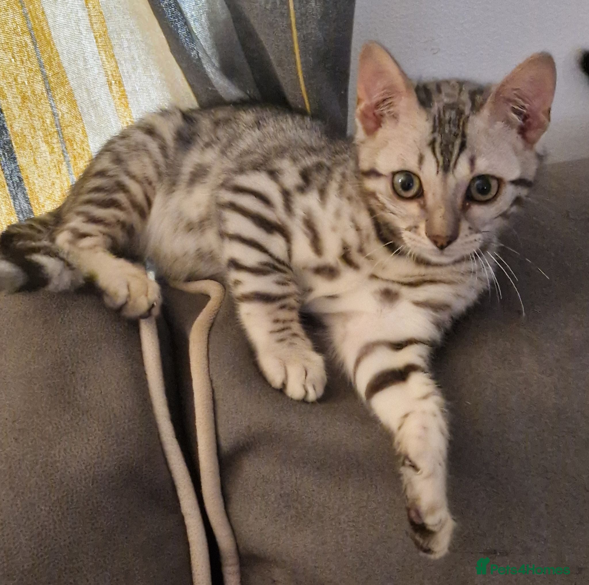 Bengal cats Rare Bengal kittens  - Advert 1