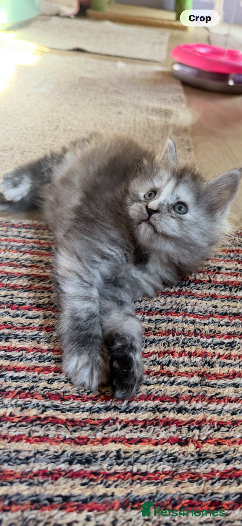 Maine Coon cats Beautiful Black smoke Tortie Female - Advert 2