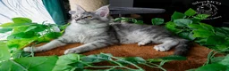 Maine Coon cats for sale: 💚Ready💚 TICA-registered XL Maine Coon Kitten   - Advert 13