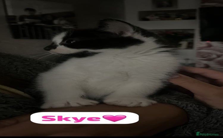 Mixed Breed cats - Advert 7