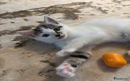 Domestic Shorthair cats for sale: 3 kittens kittens  - Image 11