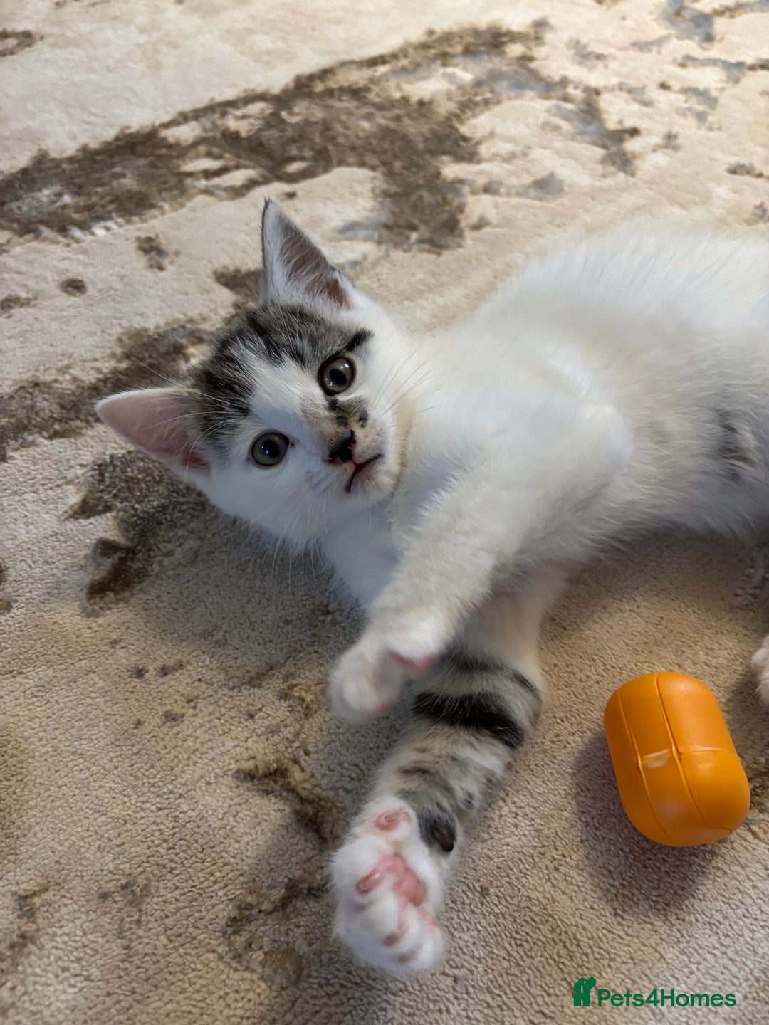 Domestic Shorthair cats for sale: 3 kittens kittens  - Image 11