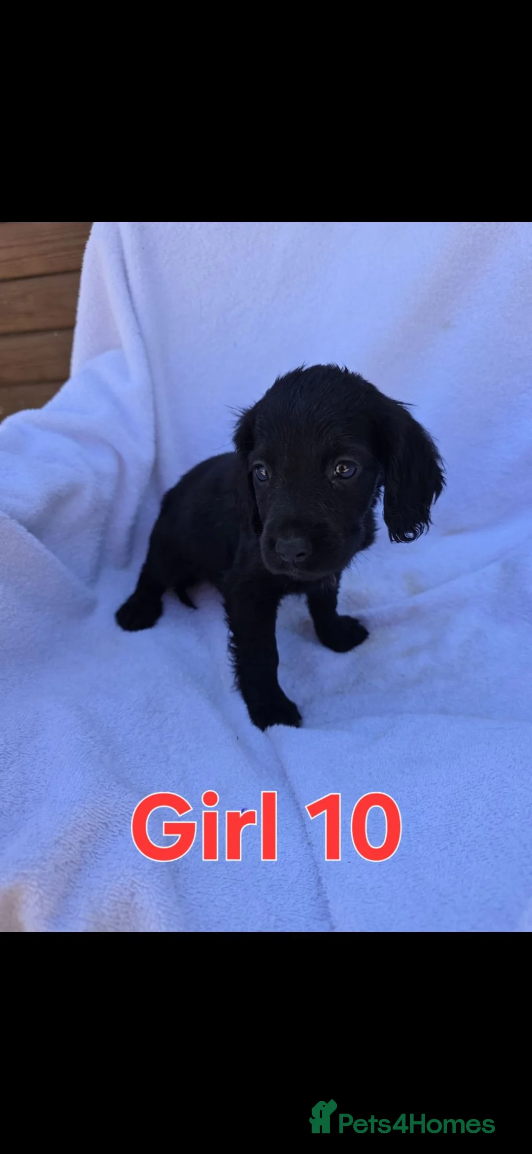 Cocker Spaniel dogs for sale: Beautiful Cocker Spaniel Pups  - Advert 38