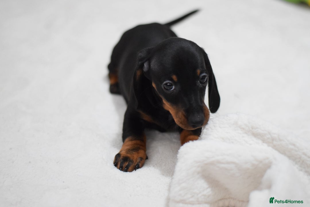 Miniature Dachshund dogs for sale: 🌟Gorgeous Miniature Dachshunds🌟 - Advert 28