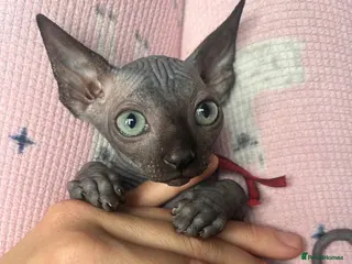 Sphynx cats Pure grey Canadian sphyn ** - Advert 6