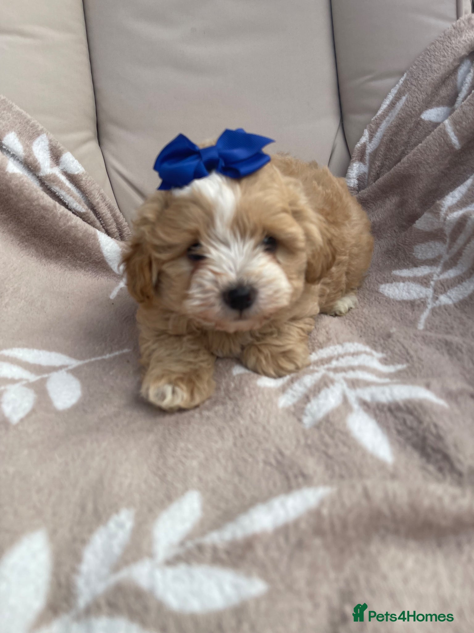 Maltipoo dogs Maltipoos - Advert 1