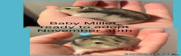 Hamster rodents for sale: Super sweet baby male dwarf hamster  - Advert 2