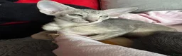 Peterbald cats for sale: Tica registered Peterbald girls  in Maidstone - Advert 12