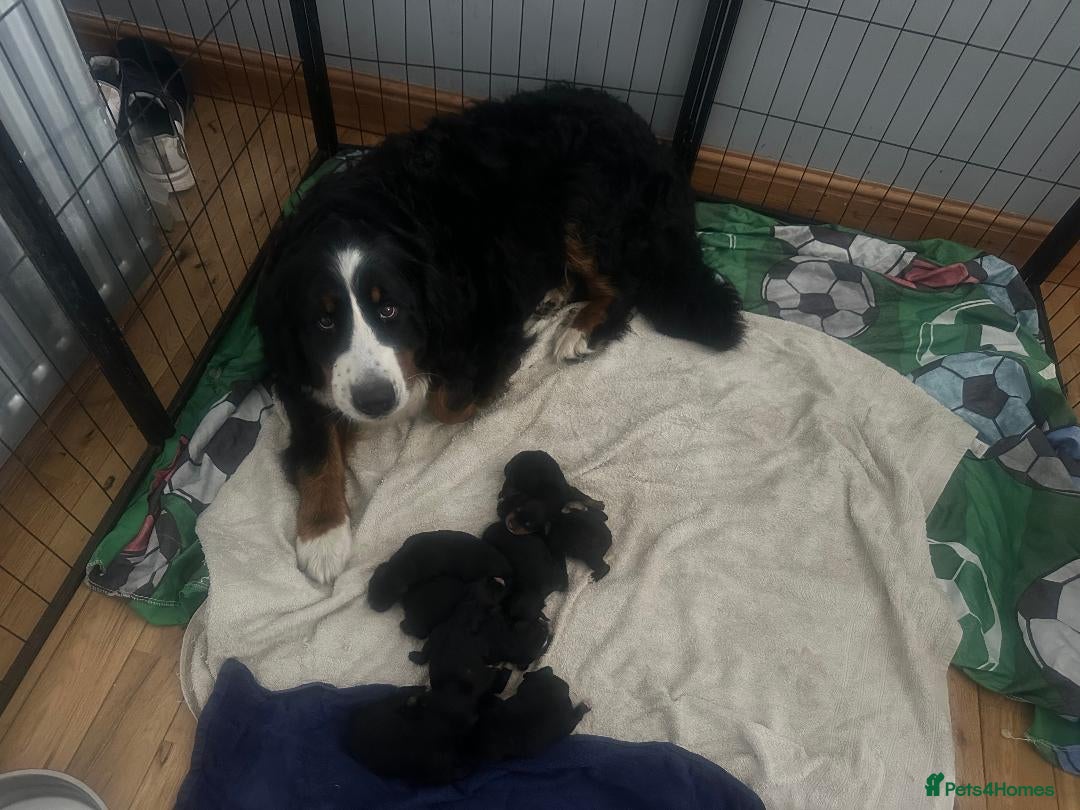 Bernedoodle dogs for sale: F1 STANDARD BERNADOODLE BOY - Image 10