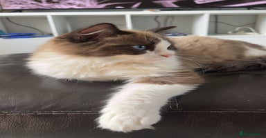 Ragdoll cats - Advert 2