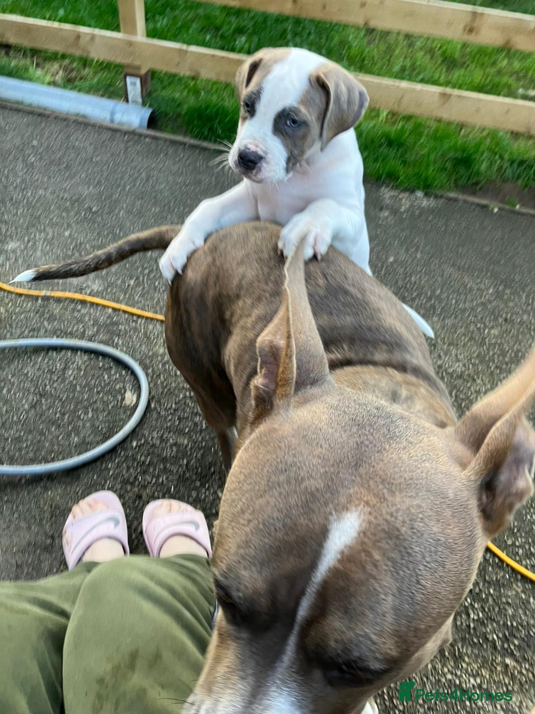 Staffordshire Bull Terrier dogs for sale: Staffordshire  - Image 1