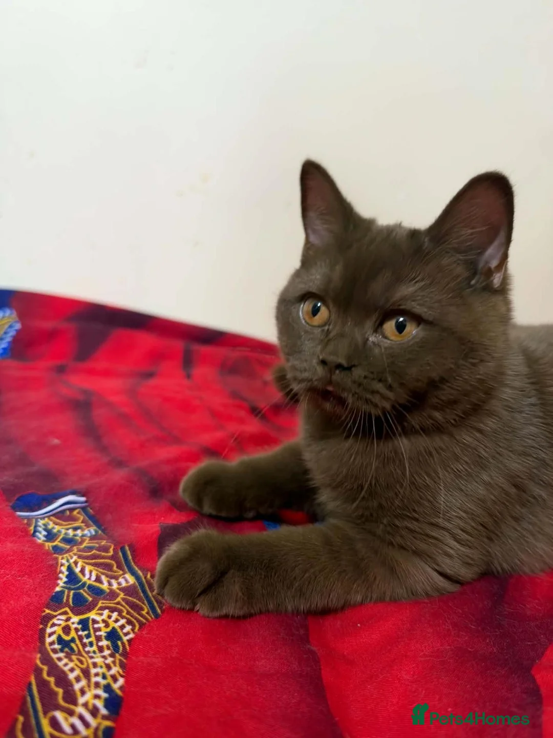 British Shorthair cats for sale: Rare Cinnamon Color British Shorthair Kittens - Advert 2