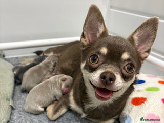 Chihuahua dogs ** ** day miracles ** ! 5⭐️ licensed breeder - Advert 13