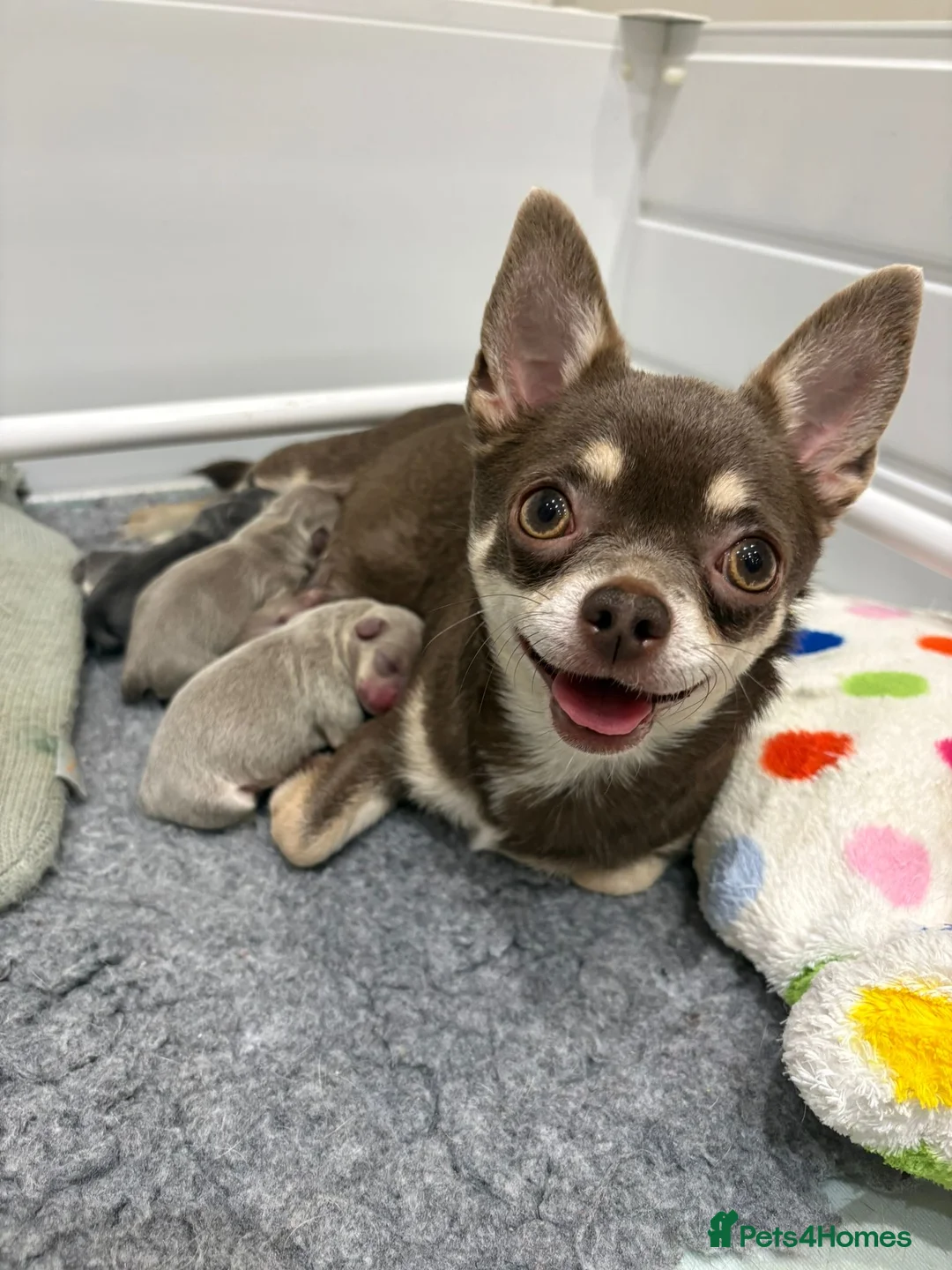 Chihuahua dogs for sale: 🎉BORN 25/12/25🎉. LAST BOY READY 13/03/26 💛💛💛 - Advert 12