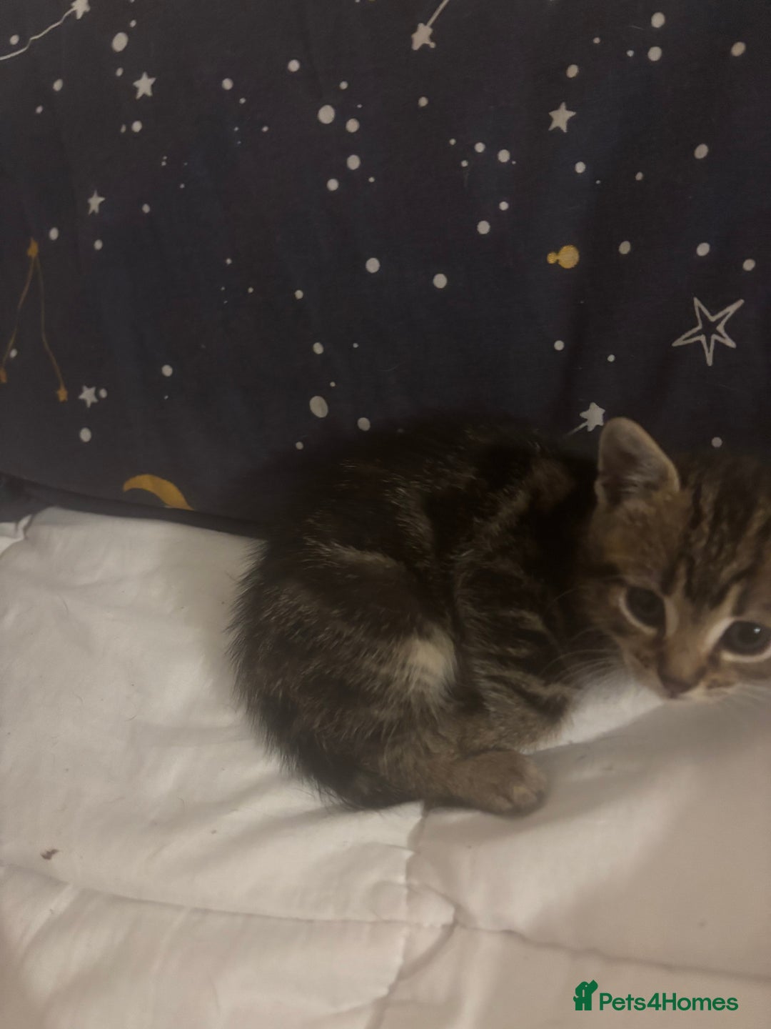 Bengal cats for sale: Bengal kittens  - Advert 6