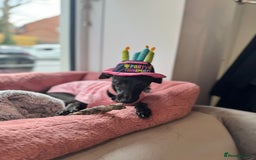 Italian Greyhound dogs for sale: ITALIAN GREYHOUND PUPPIES  - Image 23