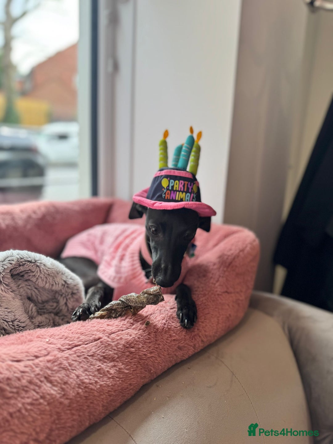 Italian Greyhound dogs for sale: ITALIAN GREYHOUND PUPPIES  - Image 23