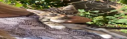 Mixed Breed cats for sale: Playful 8Weeks Kittens Tabby Grey&White solid grey in Bradford - Advert 6
