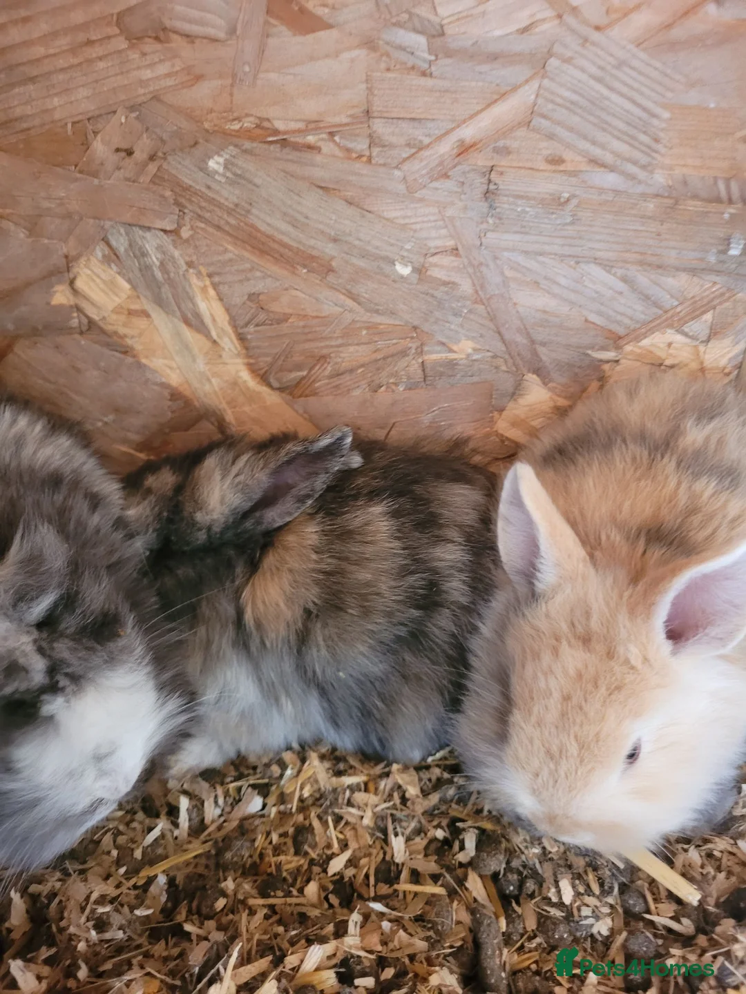 Mixed Breed rabbits for sale: Dwarf lop babys  - Advert 1