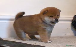 Japanese Shiba Inu dogs for sale: Japanese shiba inu - Image 9