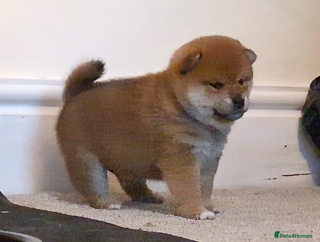 Japanese Shiba Inu dogs for sale: Japanese shiba inu - Image 9