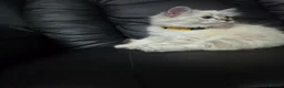 Persian cats for sale: Persain chinchilla blue eyes colourpoint kittens   - Advert 21