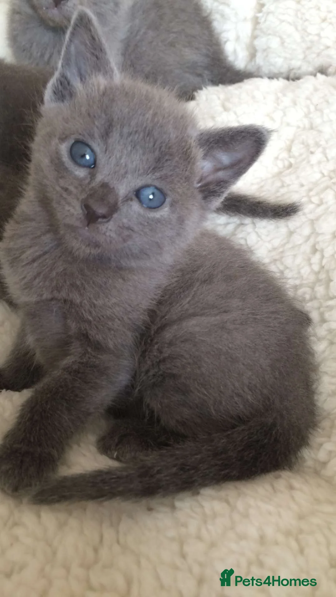 Russian Blue cats for sale: Tica registered kittens  - Advert 16