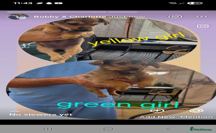 Shorkie dogs - Advert 1