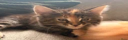 Maine Coon cats for sale: Maine coon kittens ready now, 1girl 1boy left  - Advert 11