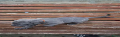 Cane Corso Puppy 6
