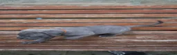 Cane Corso dogs for sale: Cane corso puppies - iccf champion bloodline  in Halifax - Advert 17