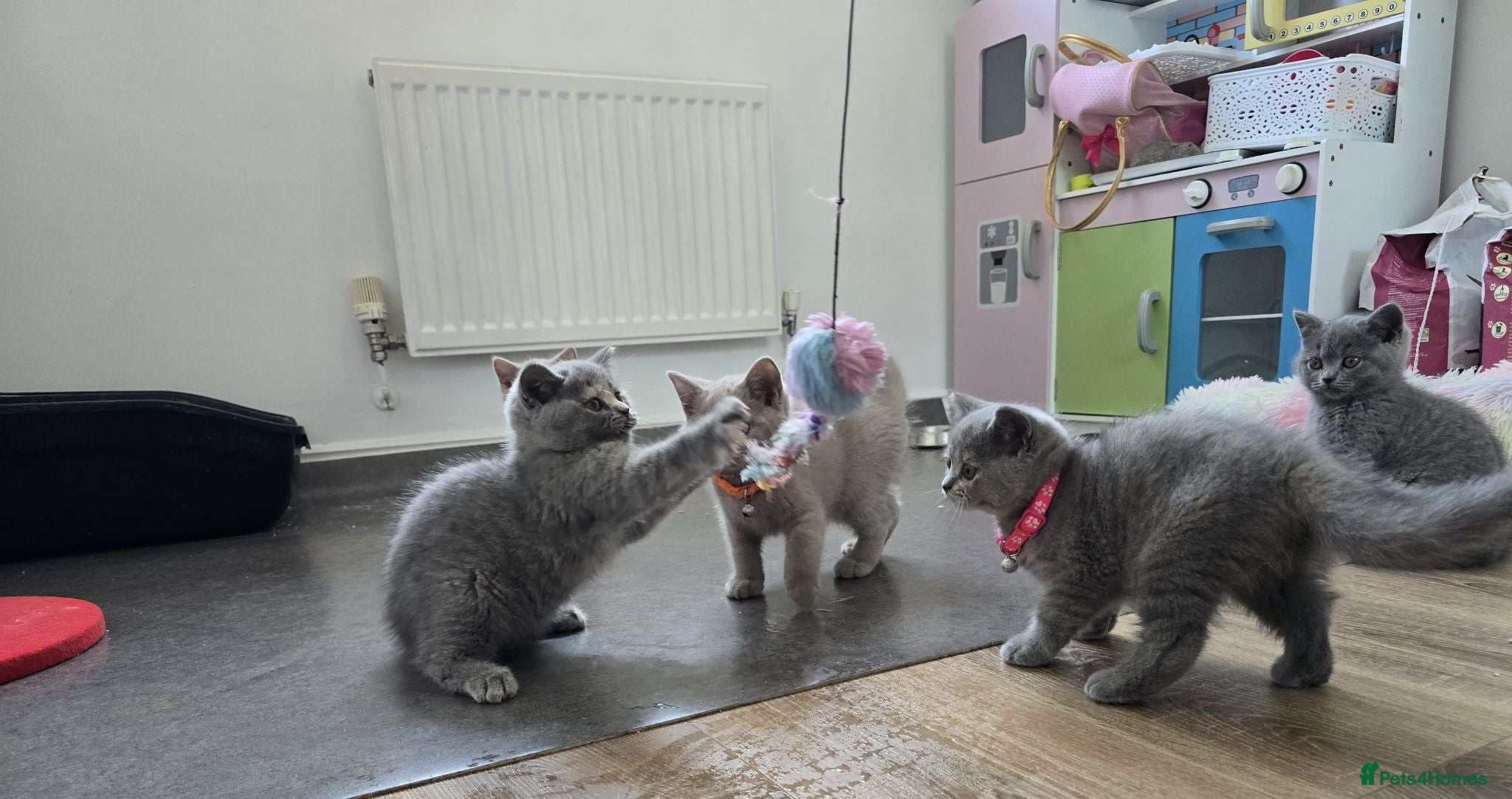 British Shorthair cats Champion Title Mum Beautiful British Shorthair. - Advert 5