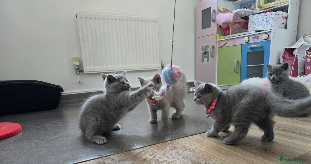 British Shorthair cats for sale: Champion Title Mum Beautiful British Shorthair. in Cardiff - Advert 1