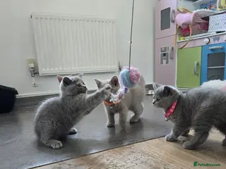 British Shorthair cats Champion Title Mum Beautiful British Shorthair. - Advert 1